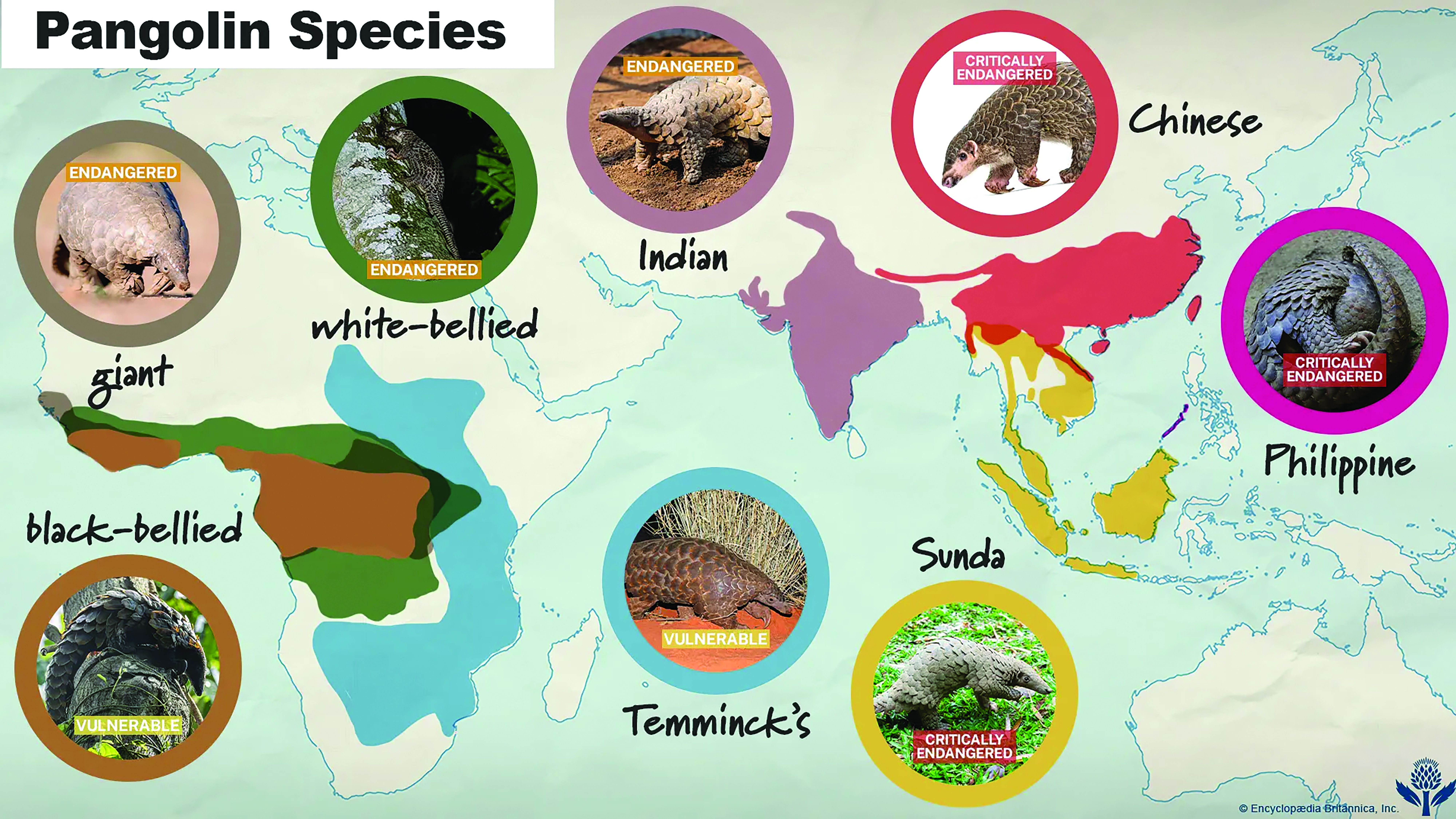 map showing where the different species of pangolins are